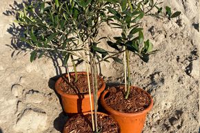 Olivenbaum 'Leccino'