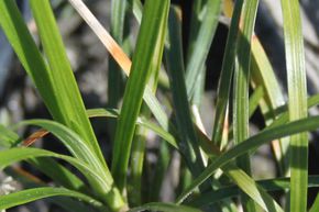 Ophiopogon japonicus 'Minor'