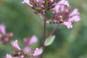 Origanum laevigatum 'Aromaticum'