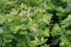 Origanum rotundifolium 'Dingle Fairy'