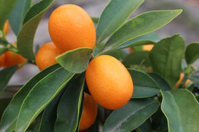 Ovale Kumquat