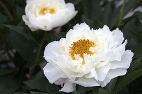 Paeonia 'Kelways Glorious' (Lactiflora Grp.) 