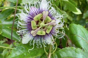 Passionsblume mit Maracujafrüchten