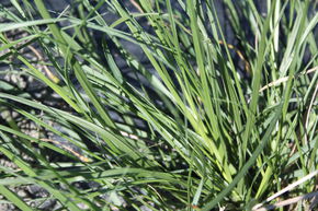 Pennisetum alopecuroides 'Compressum'