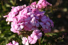 Phlox amplifolia (paniculata) 'Minnehaha'