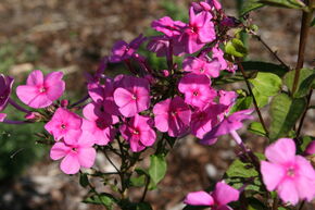 Phlox amplifolia (paniculata) 'Winnetou'