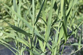 Phragmites australis