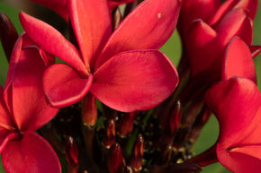 Plumeria 'Cardinal'