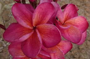 Frangipani kaufen Plumeria online bestellen Lubera® Shop