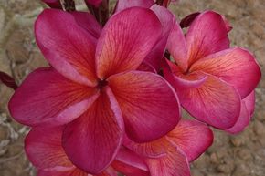 Plumeria 'Desert Sunrise'