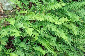 Polypodium vulgare