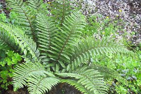 Polystichum aculeatum