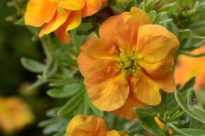 Potentilla fruticosa 'Double Punch Tango'