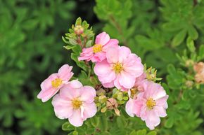 Rosa Fingerstrauch (12er Set)