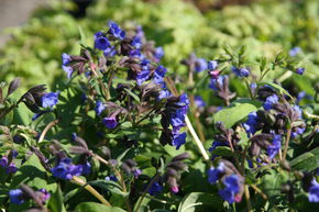 Pulmonaria dacica 'Azurea'