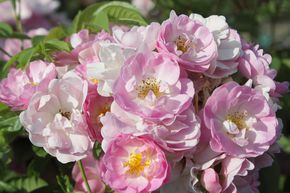 Ramblerrose 'Blush Rambler'