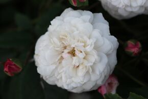 Ramblerrose 'Flicit et Perptue'