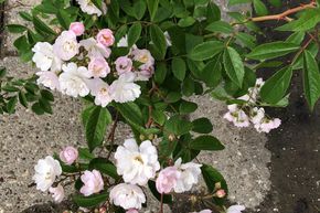 Ramblerrose 'Guirlande Rose'