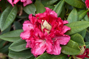 Rhododendron Hybride 'Marianne v.Weizcker' INKARHO