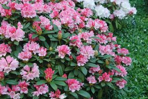 Rhododendron yakushimanum 'Frhlingsanfang' INKARHO