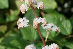 Rodgersia henrici