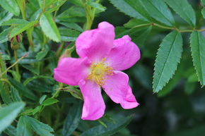 Rosa nitida