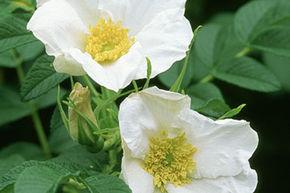 Rosa rugosa 'Alba'