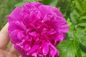 Rosa rugosa 'Hansa'