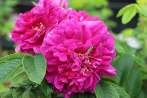 Rosa rugosa 'Hansa'