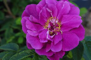 Rosa rugosa 'Roseraie de l'Hay'