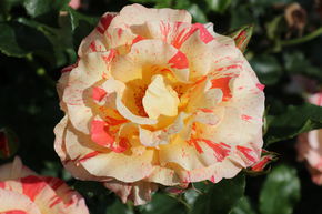 Rose Alfred Sisley