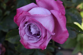 Rose 'Blue River'