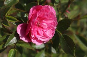 Rose 'Blush Pixie'