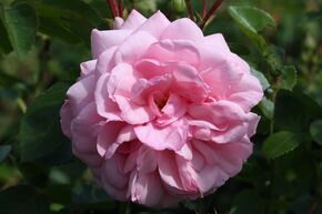 Rose 'Blush Winterjewel'