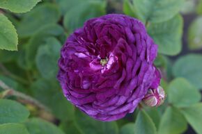 Rose 'Cardinal de Richelieu'