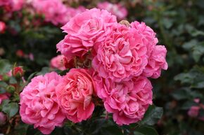 Rose 'Charmant'