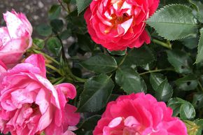 Rose 'Charmant'