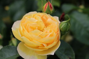 Rose 'Chateau de Cheverny'