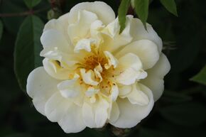 Rose 'Christine Hlne'