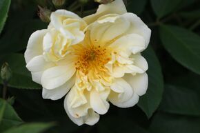 Rose 'Christine Hlne'