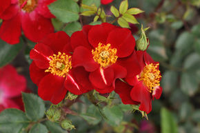 Rose 'Decoration'
