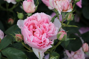 Rose 'Eckard Witzigmann'