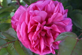 Rose 'Elbflorenz'