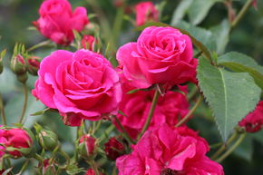 Rose 'Elmshorn'®