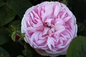 Rose 'Fantin Latour'