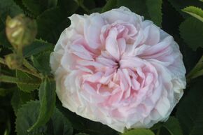 Rose 'Flicit Parmentier'