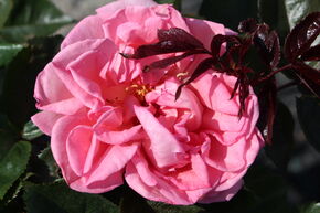 Rose 'Fragonard'