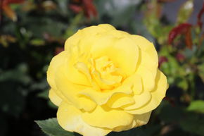 Rose Friesia