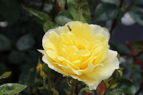 Rose 'Golden Showers'