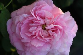 Rose Ispahan